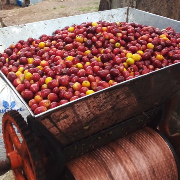 eine maschine in deren Trichter kaffeekirschen liegen und dort durch gegeneinanderlaufende Walzen geschält werden