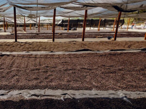 Bild von Kaffee Trockenanlage auf einer Kaffee Farm