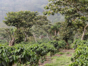 Blick auf die Kaffeefarm Finca Pampojila Guatemala