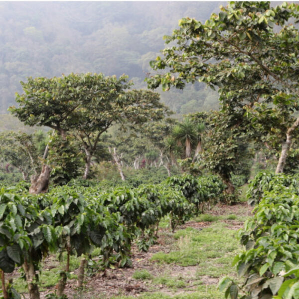 Blick auf die Kaffeefarm Finca Pampojila Guatemala